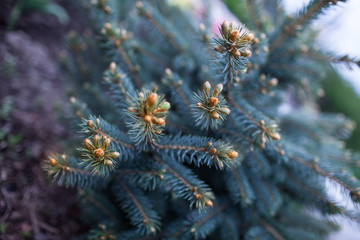 blue spruce in spring