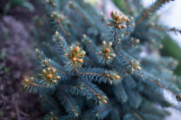 Naklejka na ściany i meble blue spruce in spring