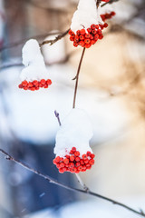 bright bunches of rowan and first snow