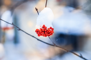 bright bunches of rowan and first snow