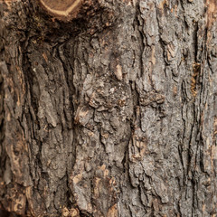 Old tree bark close-up. Background from the textured wood.