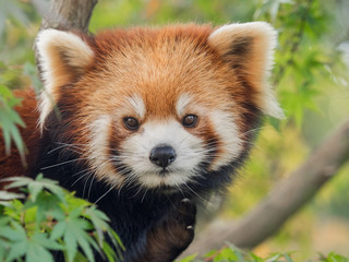 Lesser panda