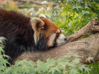 Fototapeta premium Lesser panda sleeping on the tree