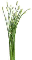 Onion Flower Stem isolated on white background