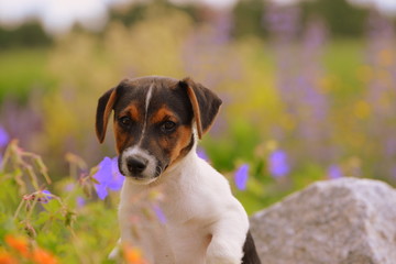 don´t know how i feel, cute sad looking puppy between flowers