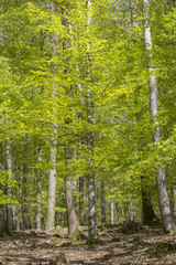 sunny forest scenery