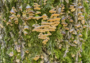 mushrooms on tree trunk
