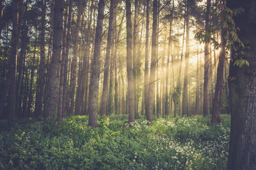 Magic foggy forest. Beautiful sunrise in morning forest