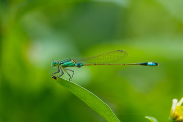 Insects, Dragonfly, Damselfly.