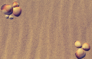 Summer beach with a starfish on a background. Summer beach background.