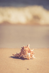 Obraz na płótnie Canvas Summer beach with a starfish on a background. Summer beach background.