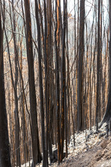 World heritage forests of Madeira terribly destroyed by fires in 2016. Some of trees have enormous will of life and survived this disaster.