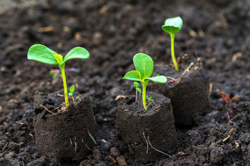 Closeup image of three green sprouts at wet soil background.