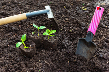 Closeup image of three green sprouts and gardening tools at fertile soil background.