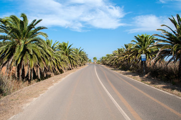 Fototapeta na wymiar Road lined with palm trees to Is Arutas Beach, Sardninia