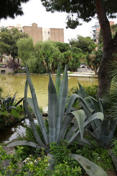 Jardin de plantes à Barcelone, Espagne
