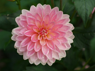 Pretty pink dahlia flower with dew drops in morning, dahlia after rain