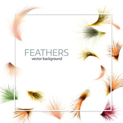 Vector illustration of  colorful  exotic feathers.