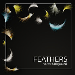 Black feather background with white frame