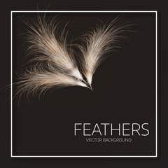 Vector illustration of feathers.