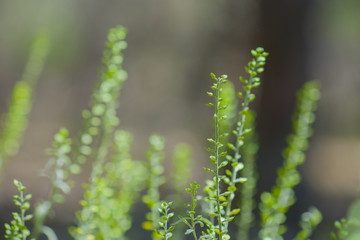 capsella bursa-pastoris