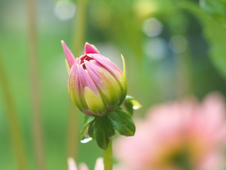 Pink Dahlia flower bud macro photo in summer garden, soft focus