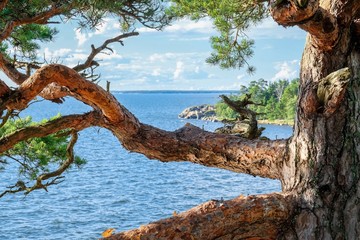 Close-up from pine bark with landscape at bright summer day in Finland