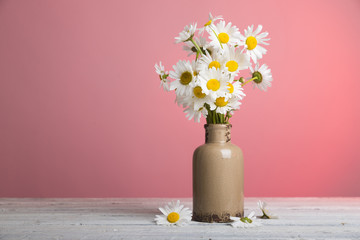 bunch of fresh camomile flowers on blue background