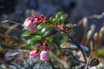 lingberry flowers and berries in Ural Mountains
