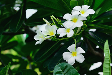 Plumeria