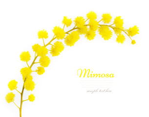 mimosa