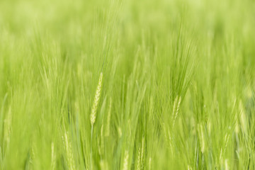 Green unripe barley. Nature background of cereal growing on field.