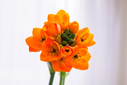 Närbild på en vacker orange afrikansk lilja