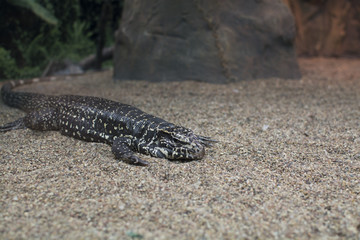 Lizard in natural habitat