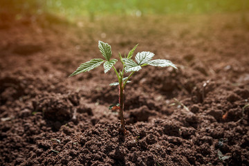 Nature: a young raspberry sprout grows out of the earth with sunlight