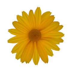 Yellow daisy isolated on white background