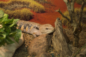 Lizard in natural habitat