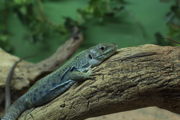 Lizard in natural habitat