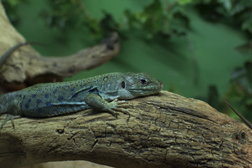 Lizard in natural habitat