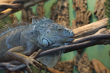 Lizard in natural habitat