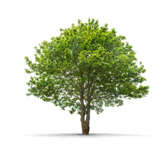 High definition Tree isolated on a white background