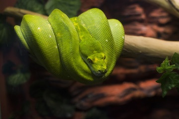 Green snake on branch