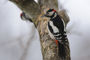 Great Spotted woodpecker Dendrocopos major - adult males on the tree trunk	