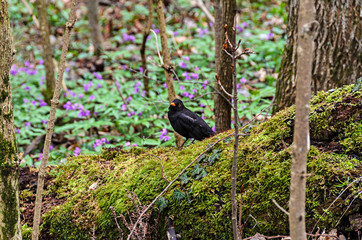 Common blackbird (Turdus merula) with orange beak in mountain forest, close up outdoor flower background