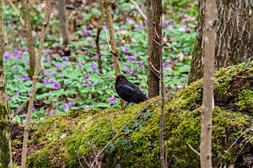 Common blackbird (Turdus merula) with orange beak in mountain forest, close up outdoor flower background