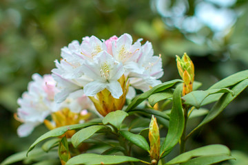 rhododendron flower