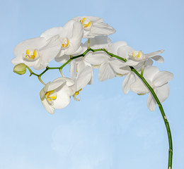 Fototapeta na wymiar White orchid close up branch flowers, isolated blue background