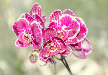 Pink orchid close up branch phal flowers, green vegetation  background
