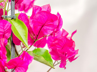 Bougainvillea pink branch flowers, paper flower with green leafs isolated on white background.