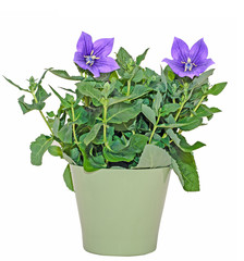 Platycodon grandiflorus astra blue, balloon flower with buds and green leafs, isolated